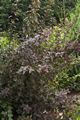 Physocarpus opulifolius Diabolo-2 Pęcherznica kalinolistna
